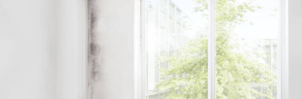 Best Water Damage & Mold Remediation  in Walnut Cove, NC