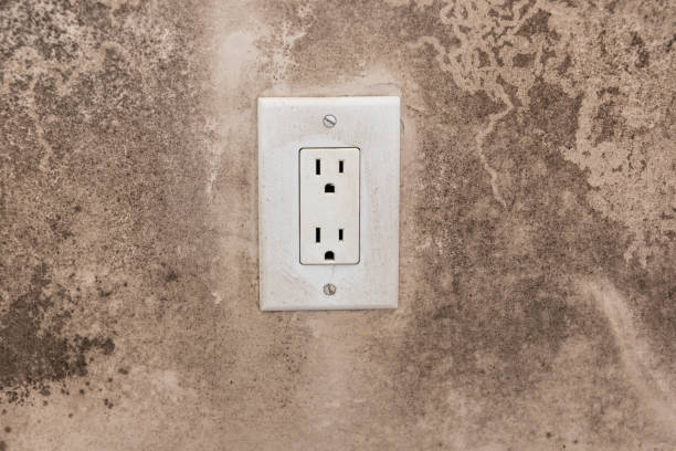 Best Basement Mold Removal  in Walnut Cove, NC