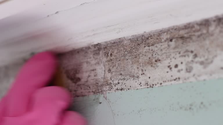 Best Environmental Consulting for Mold Prevention  in Walnut Cove, NC